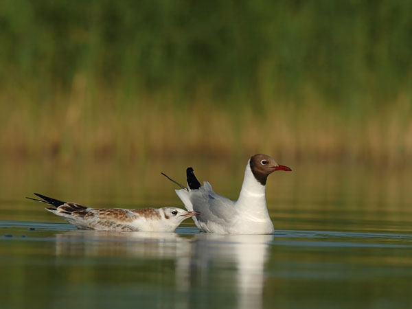 Naurulokki, Black-headed Gull, Larus ridibundus